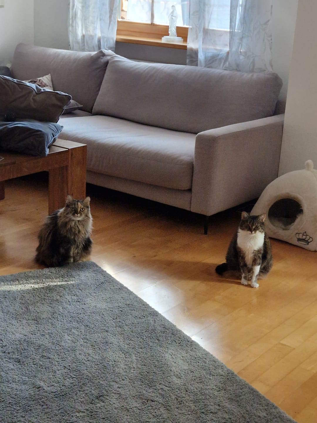 Customer photo review of Naturreines Katzenstreu
