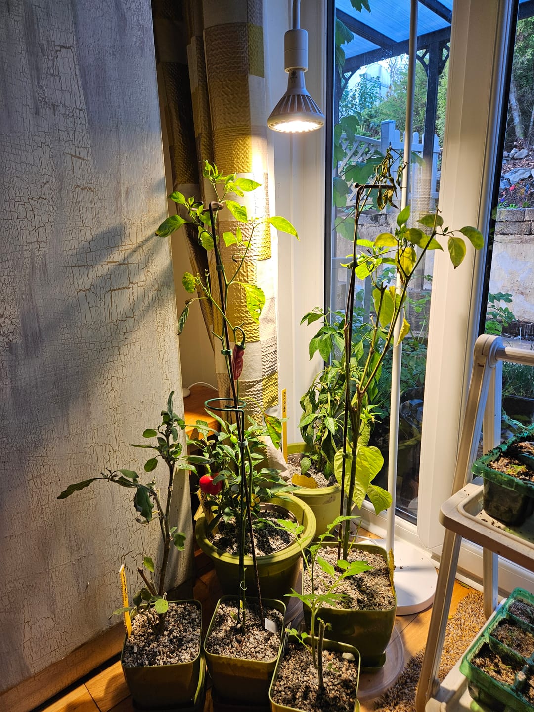 Customer photo review of Pianta 30 Grow Light LED Bulb