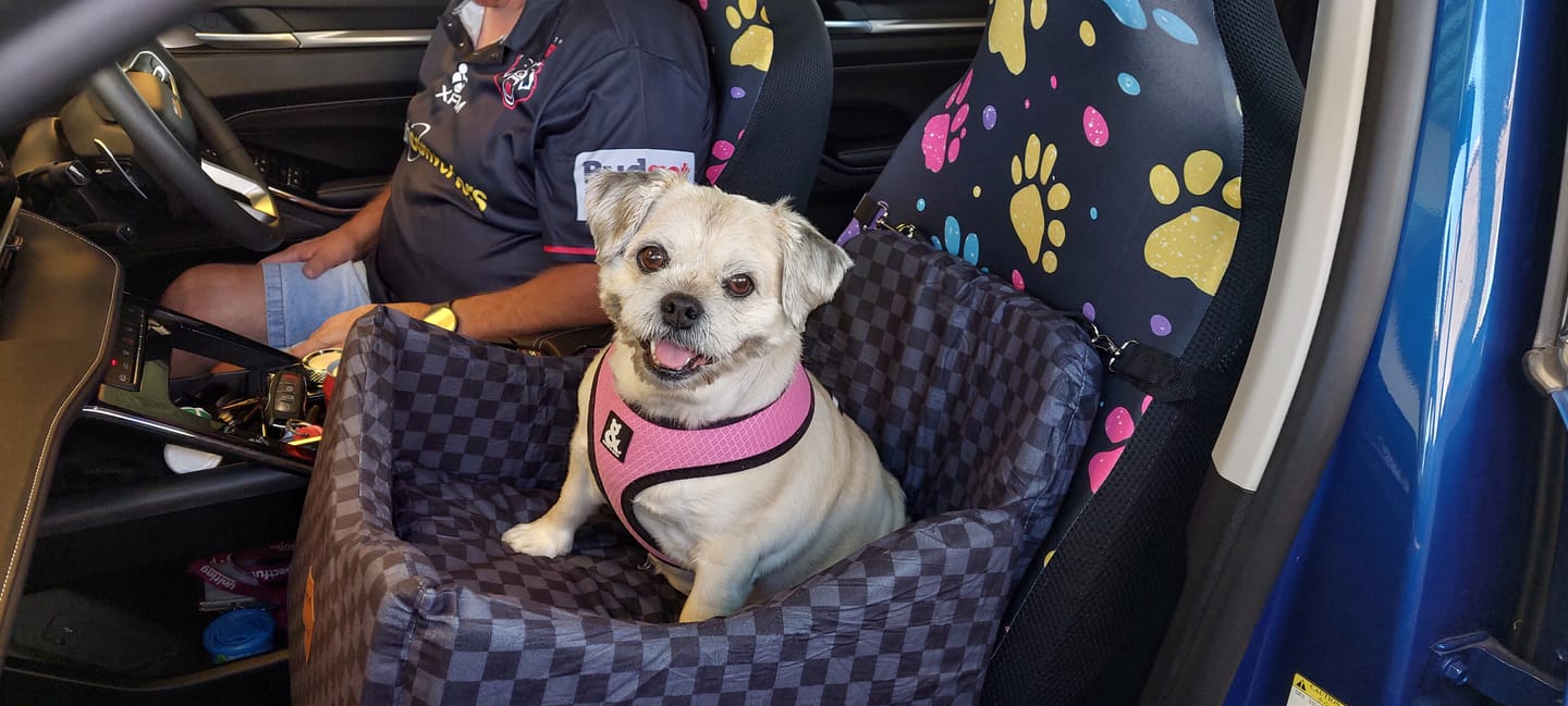 Customer photo review of Pets Gear JourneyLift Dog Car Booster Seat