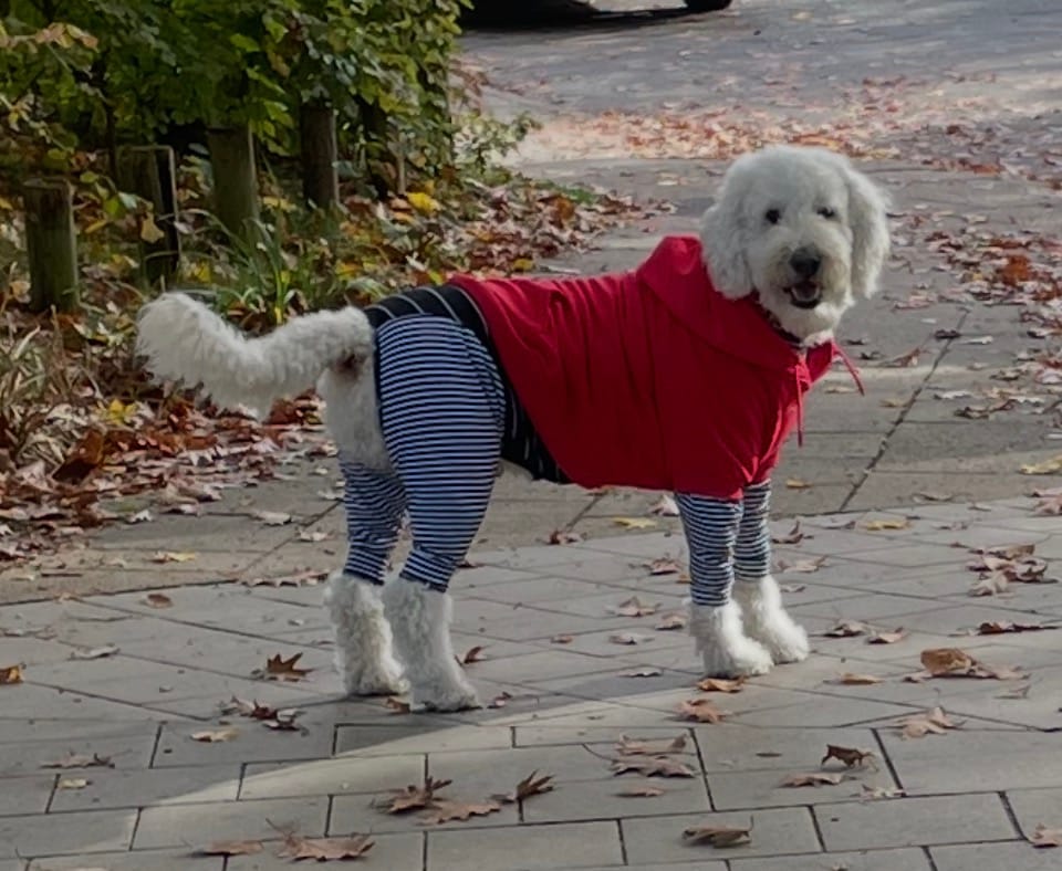 Customer photo review of Essential Dog Hoodie - Crimson Red