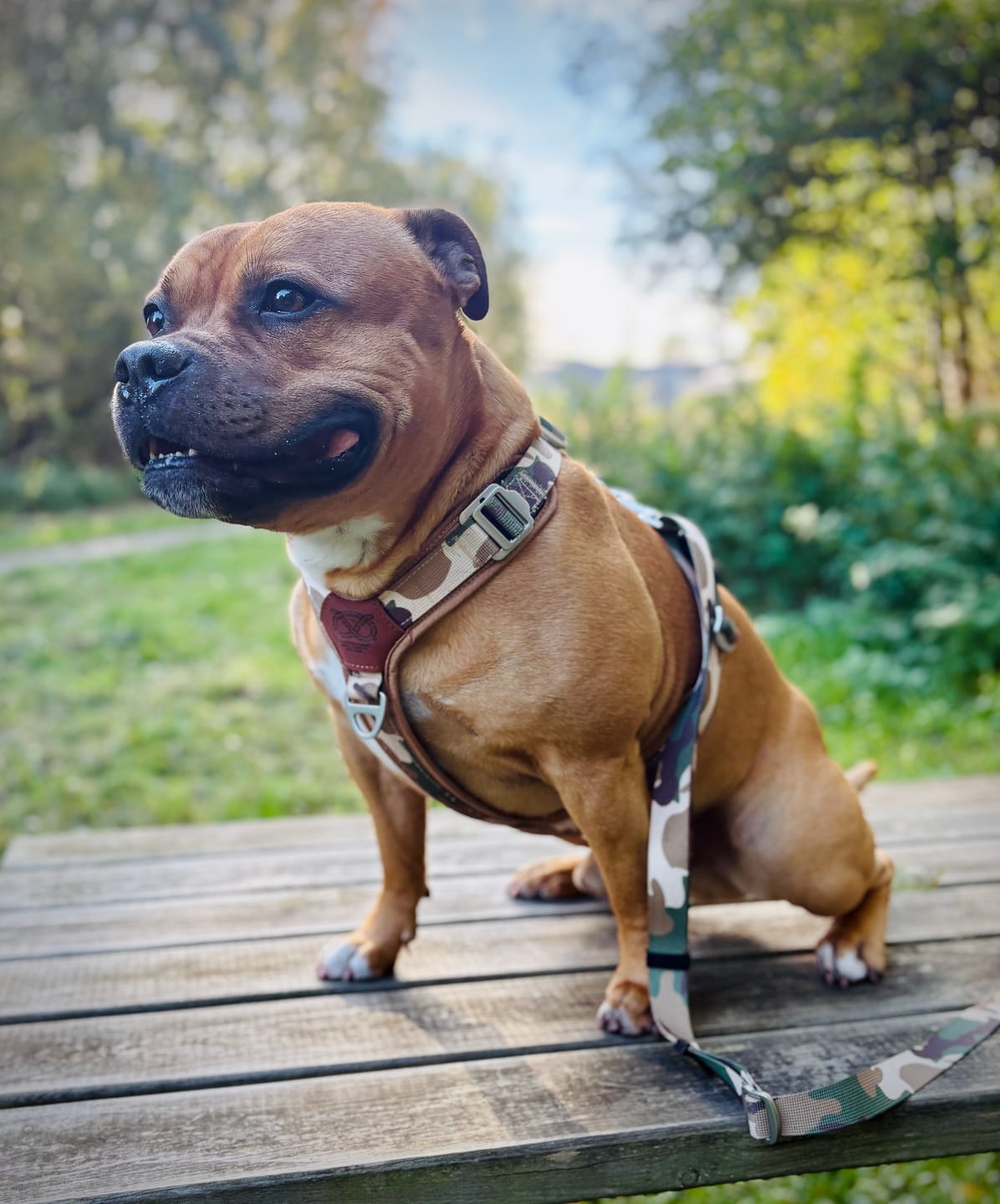 Customer photo review of Staffordshire Bull Terrier 1935® Harness & Leash Set - Sand Camo