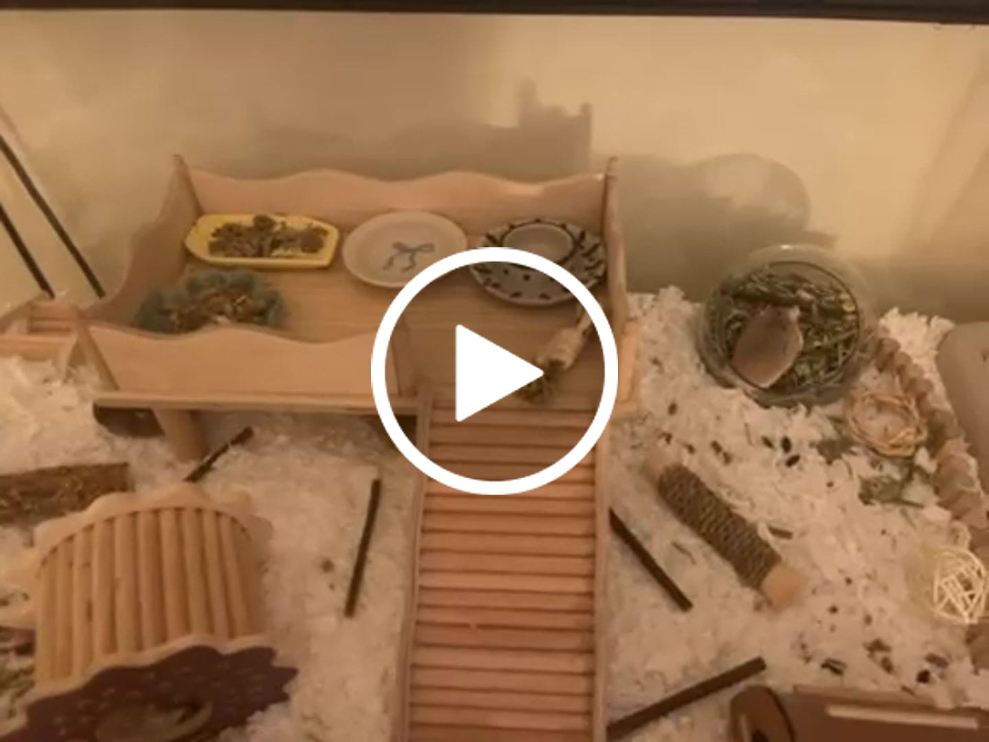 Customer video review of Niteangel Hamster Play Wooden Platform & Multi-Chamber Series Maze Fence for Dwarf Syrian Hamsters Gerbils Mice Degus or Other Small Pets