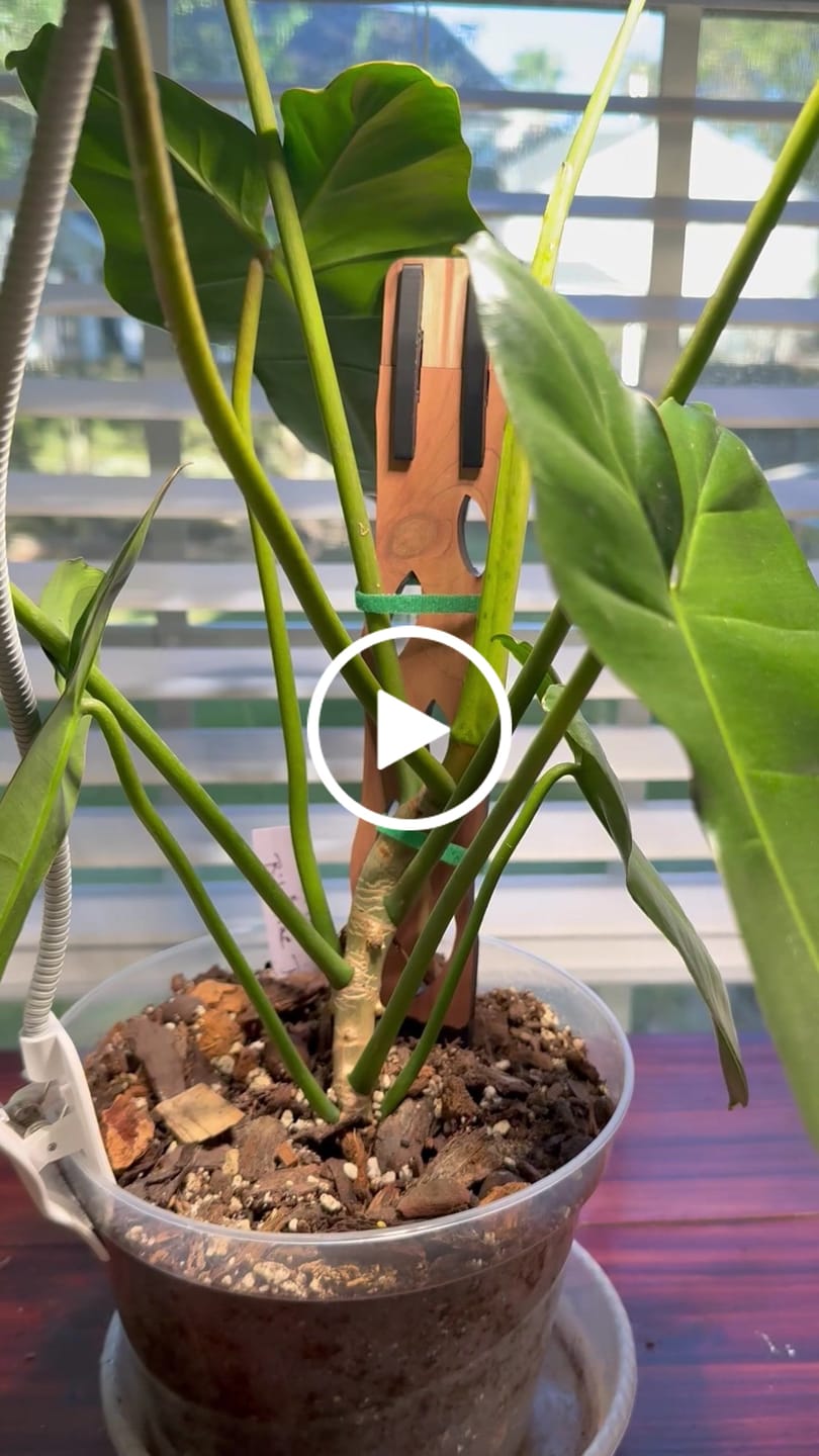 Customer video review of Zella - Wooden Extendable Plant Support