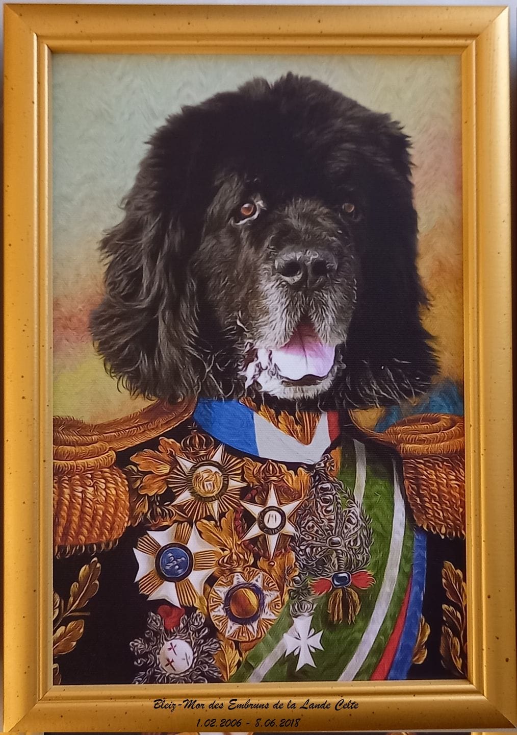 Customer photo review of Portrait Chien Amiral