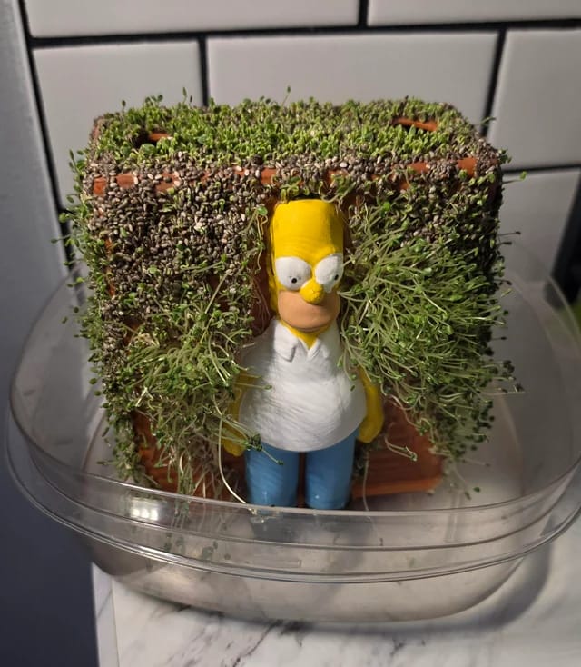 Customer photo review of Homer in the Bushes Chia
