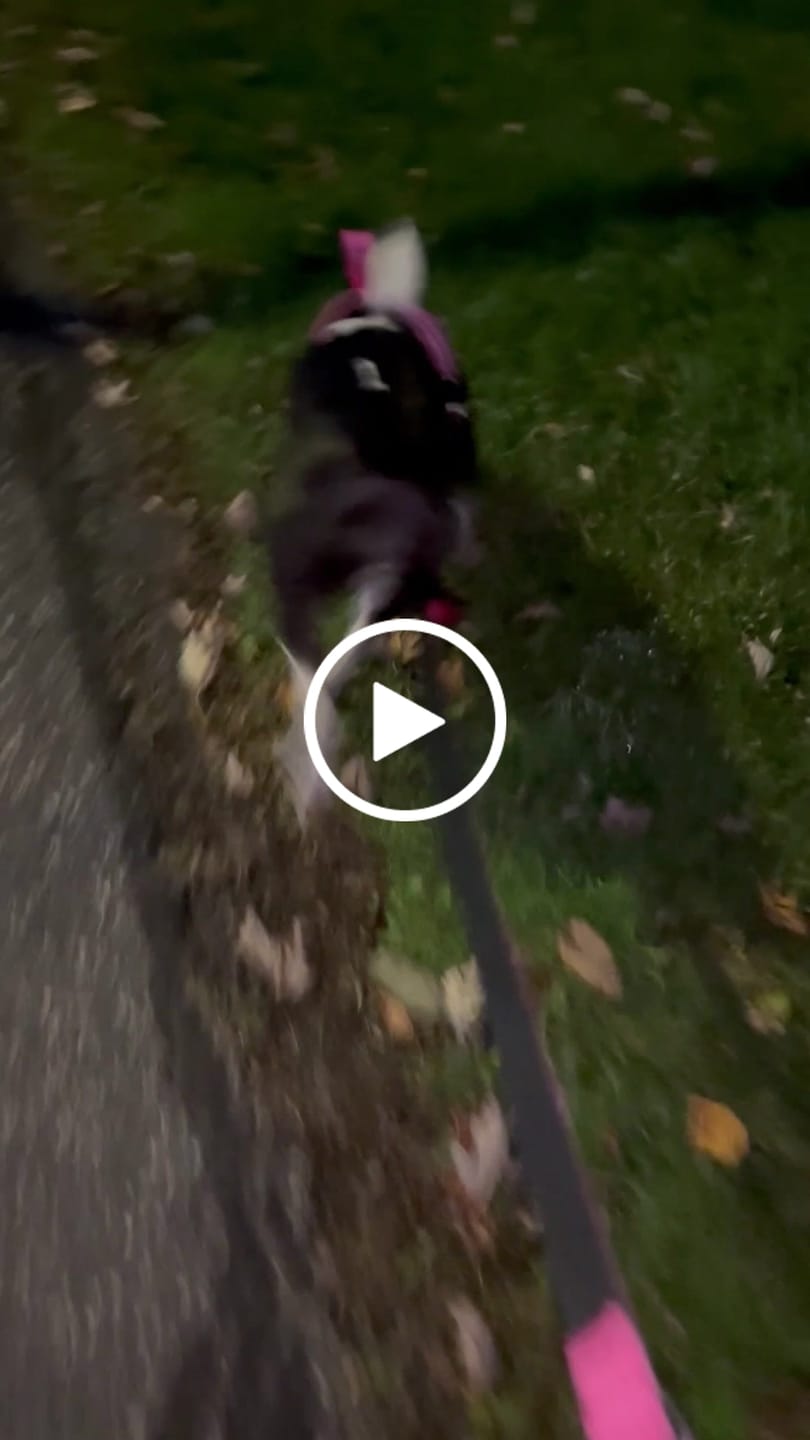 Customer video review of Matching Pink 6' Bully Proof Leash
