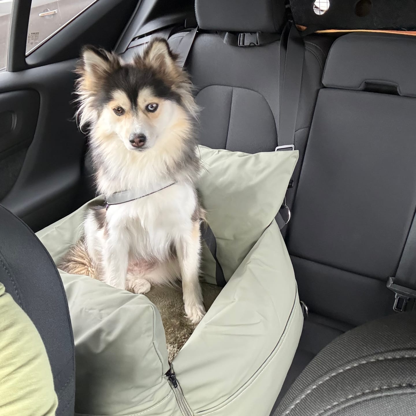 Customer photo review of Dog Dock V2 New & Improved ISO Fix