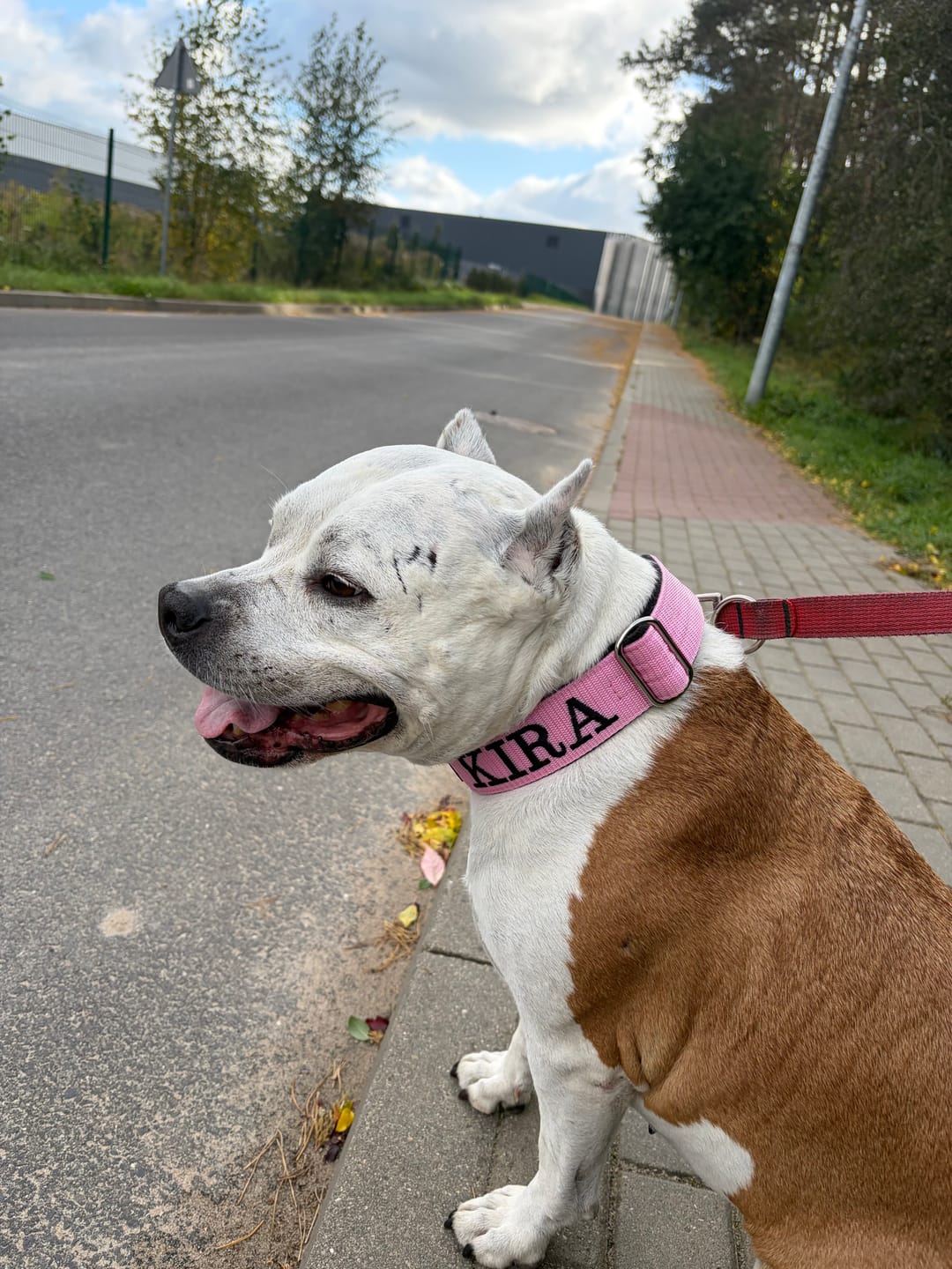 Customer photo review of Półzaciskowa obroża dla psa z imieniem - Personal Martingale