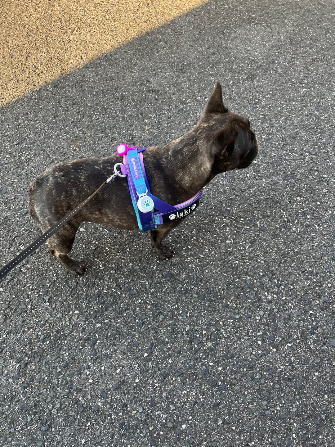Customer photo review of Grab & Go Harness - 90s Retro