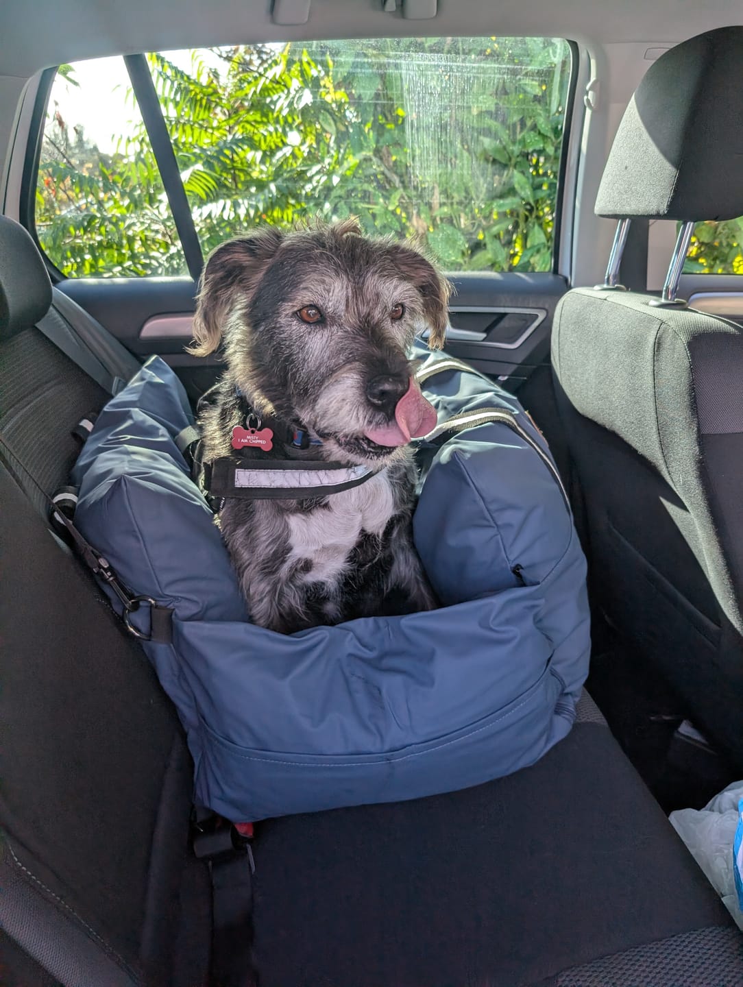 Customer photo review of Dog Dock V2 New & Improved ISO Fix