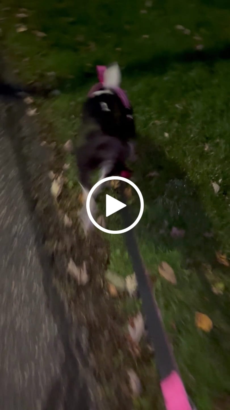 Customer video review of No Pull Bully Proof Harness