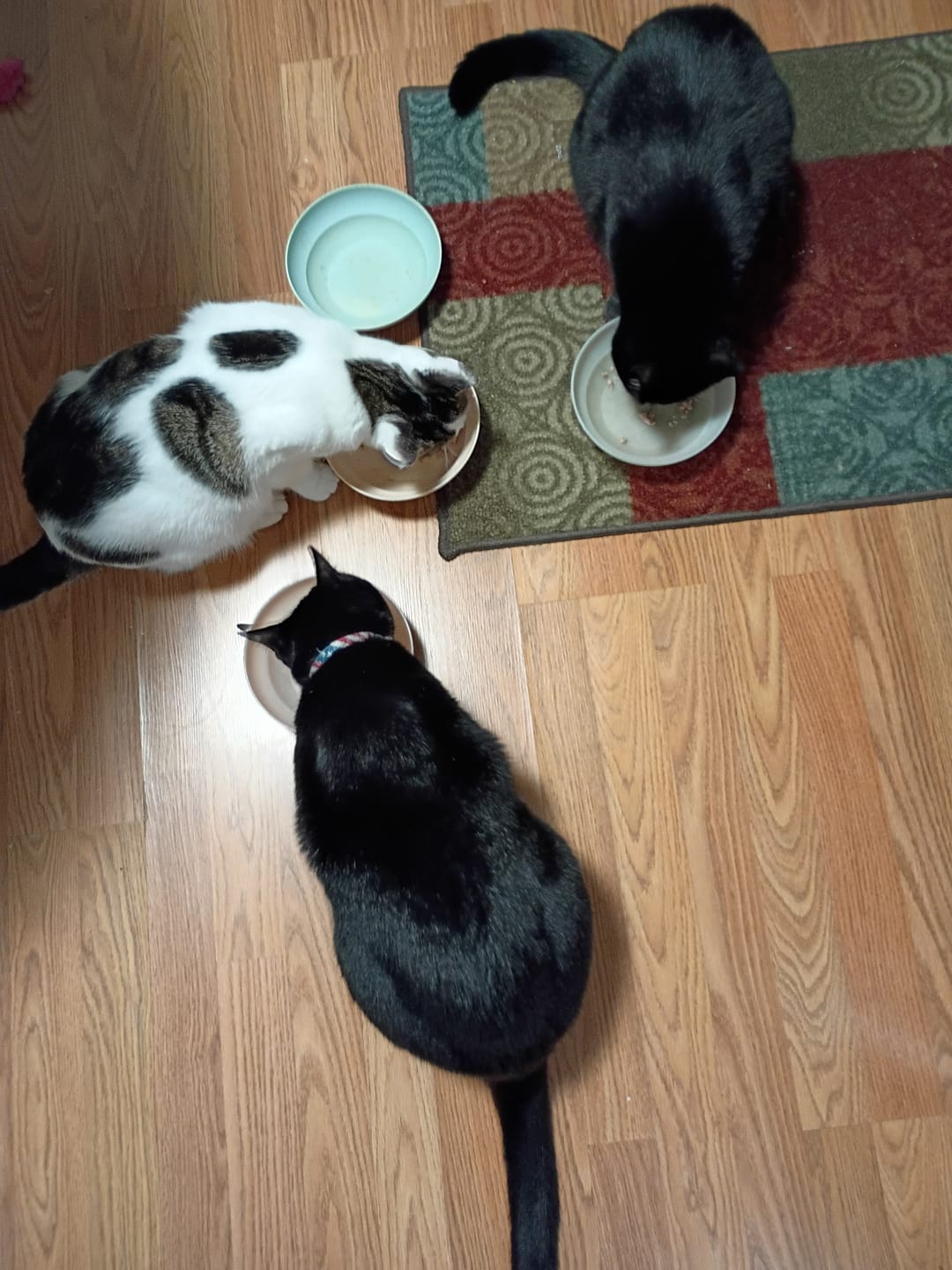 Customer photo review of 1x - Blisso Advanced Cat Probiotic