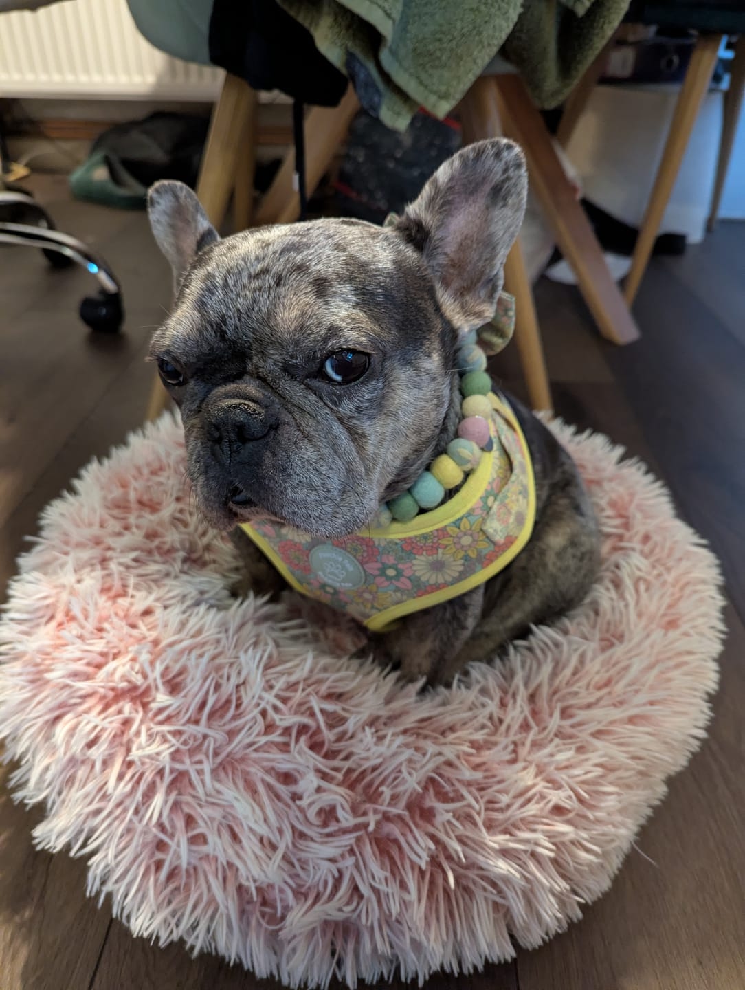 Customer photo review of Sunshine Meadow Flower Collar