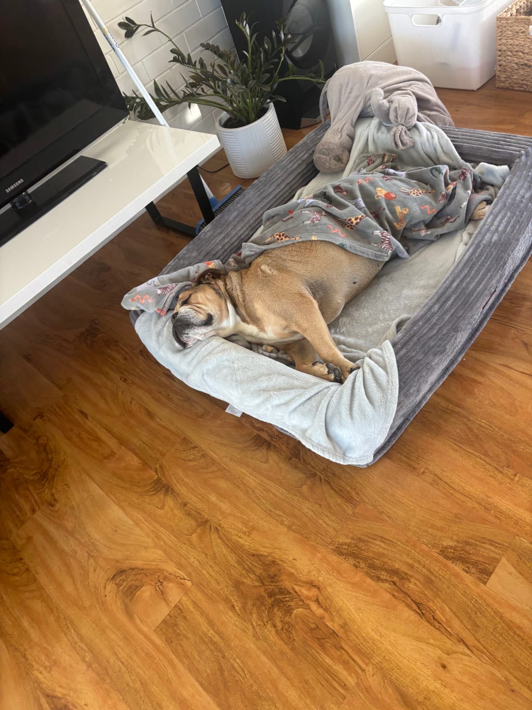 Customer photo review of Pet Calming Bed – Waterproof & Washable