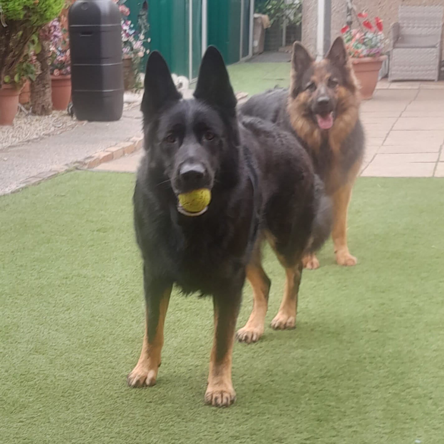 Customer photo review of Original Beef - Adult Dry Dog Food 15Kg