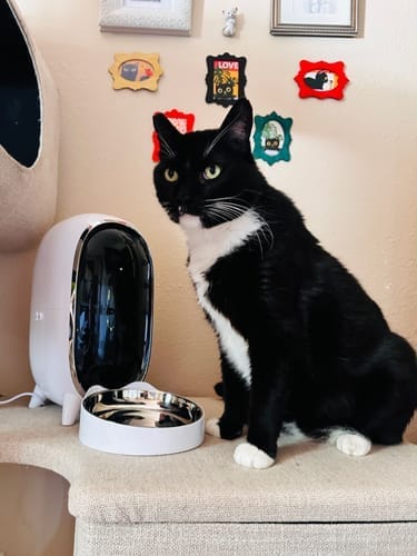 Customer photo review of Furdear Pisci 3L Automatic Pet Feeder with 1080p HD Camera