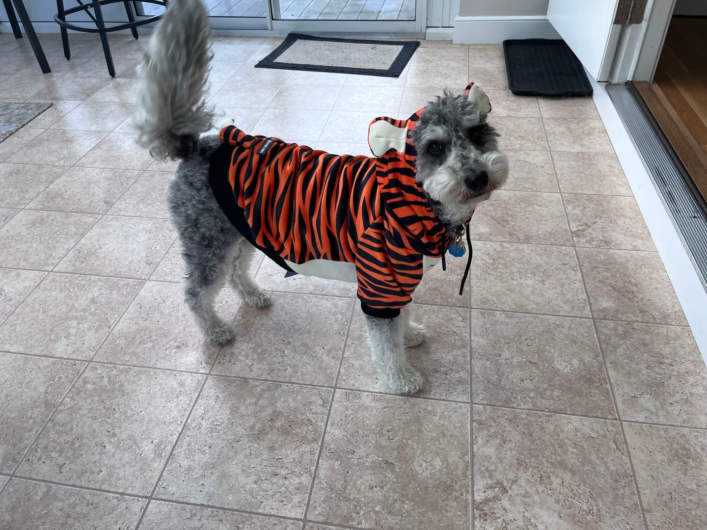 Customer photo review of Halloween Dog Hoodie - Tiger
