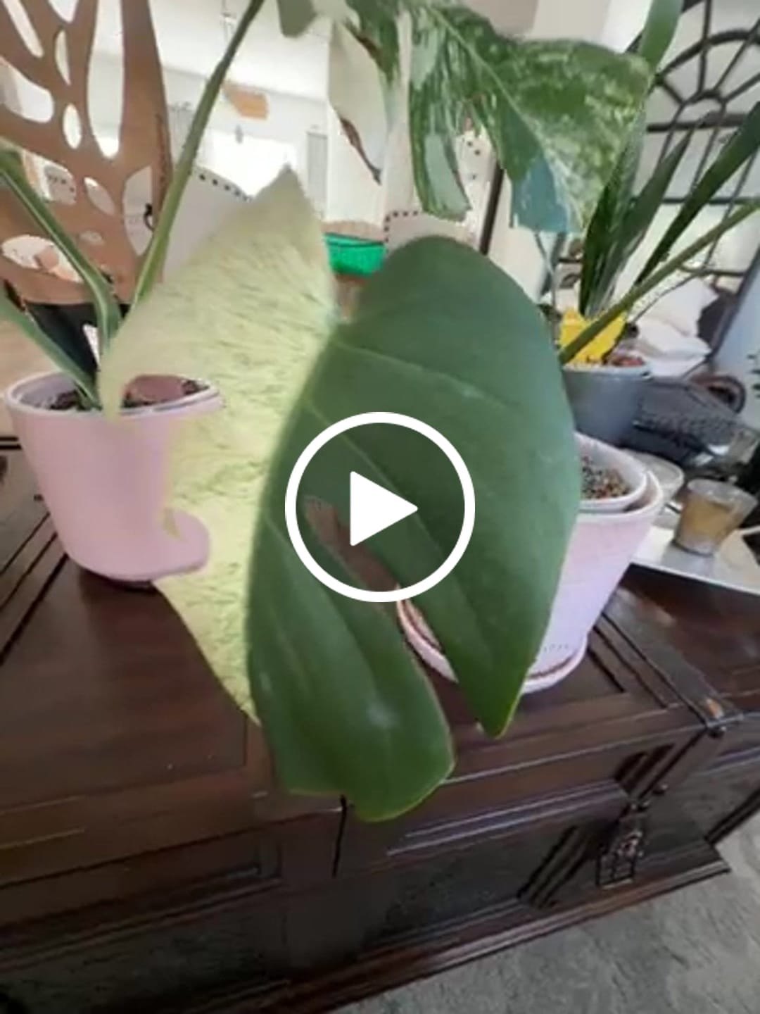 Customer video review of Folia™ - Wooden plant tags - Leaf-shaped plant labels