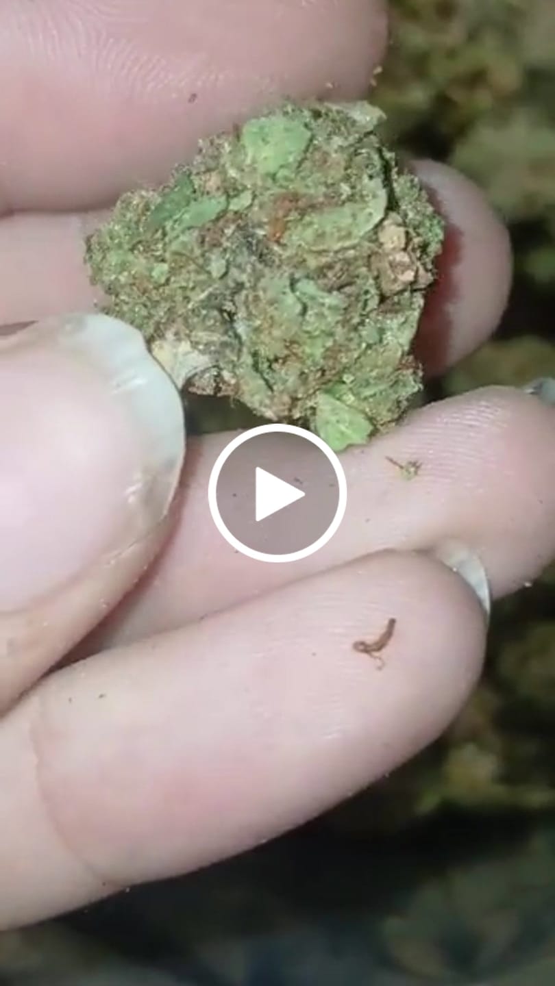 Customer video review of Cheap THCA Smalls Pound