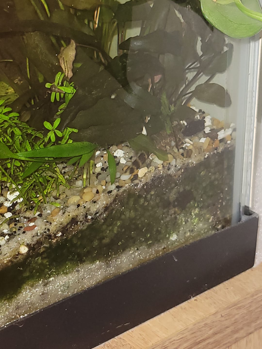 Customer photo review of Clown Pleco (Panaqolus maccus)(Unsexed)
