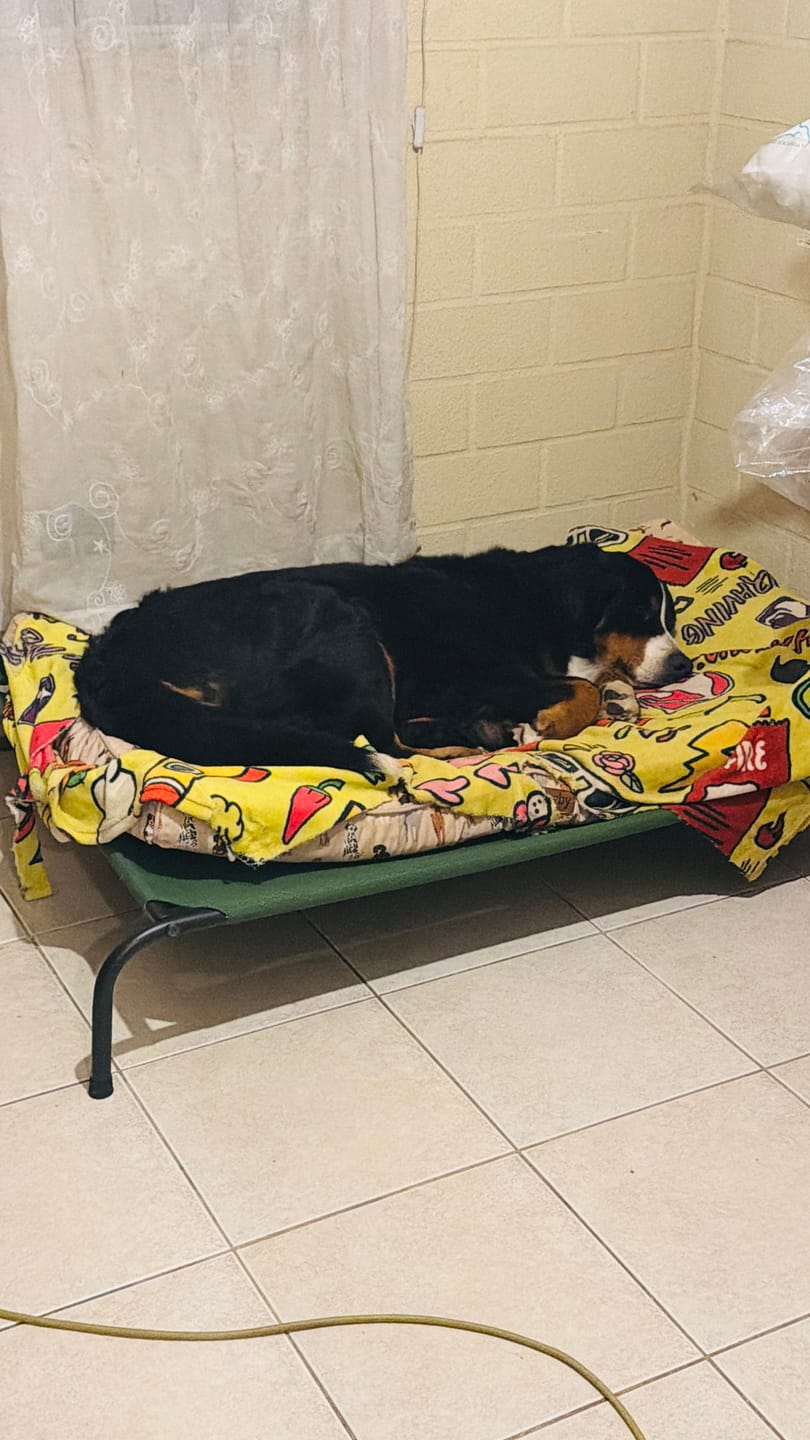 Customer photo review of Cama Elevada THE DOGS