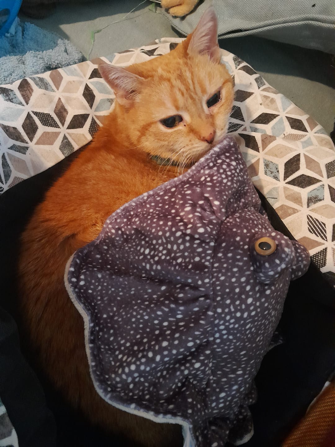 Customer photo review of Realistic Honeycomb Stingray Plush Toy – Soft, Lifelike, and Perfect for Marine Lovers