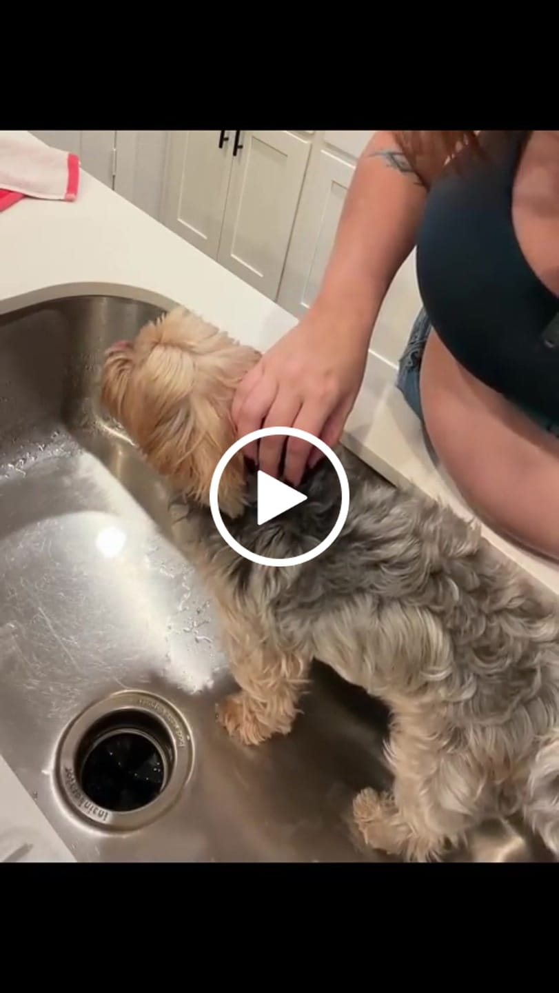 Customer video review of Refresh Pet Botanic Therapy Shampoo