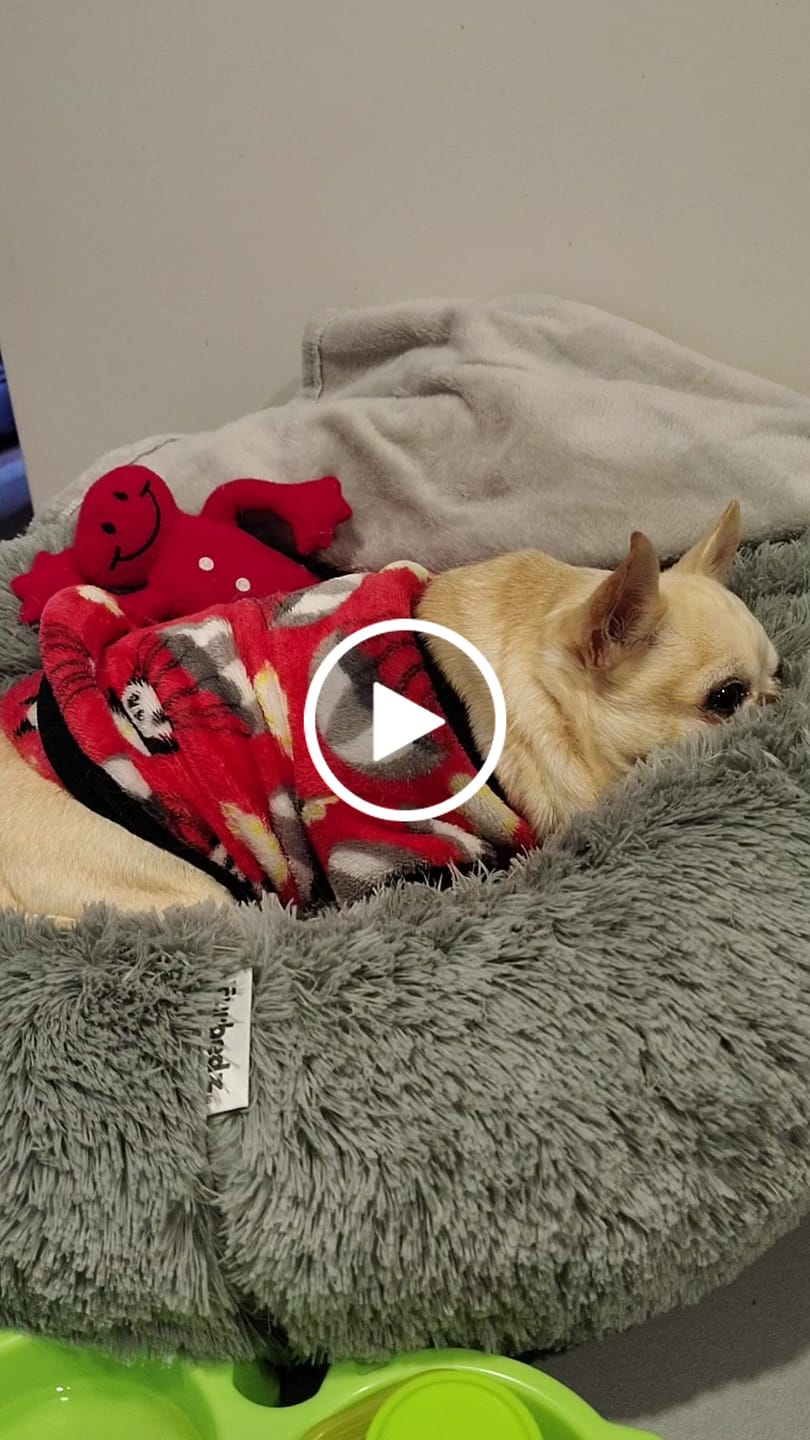 Customer video review of Manta Relajante para Mascotas