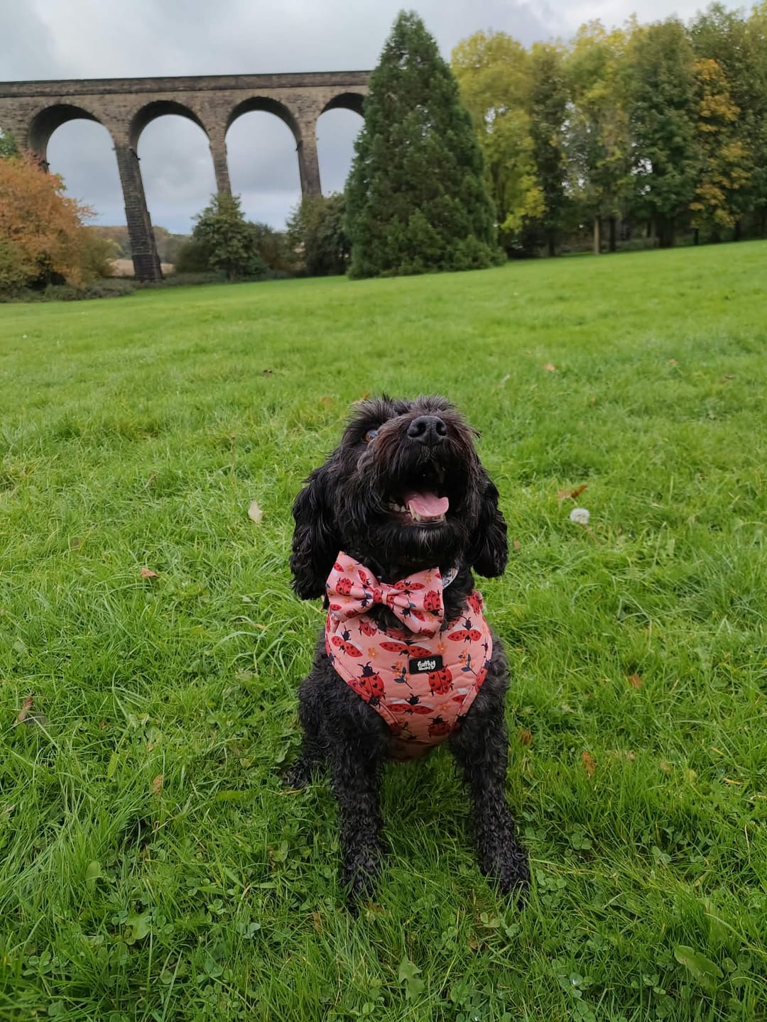 Customer photo review of Bow Tie - Snug Like A Ladybug