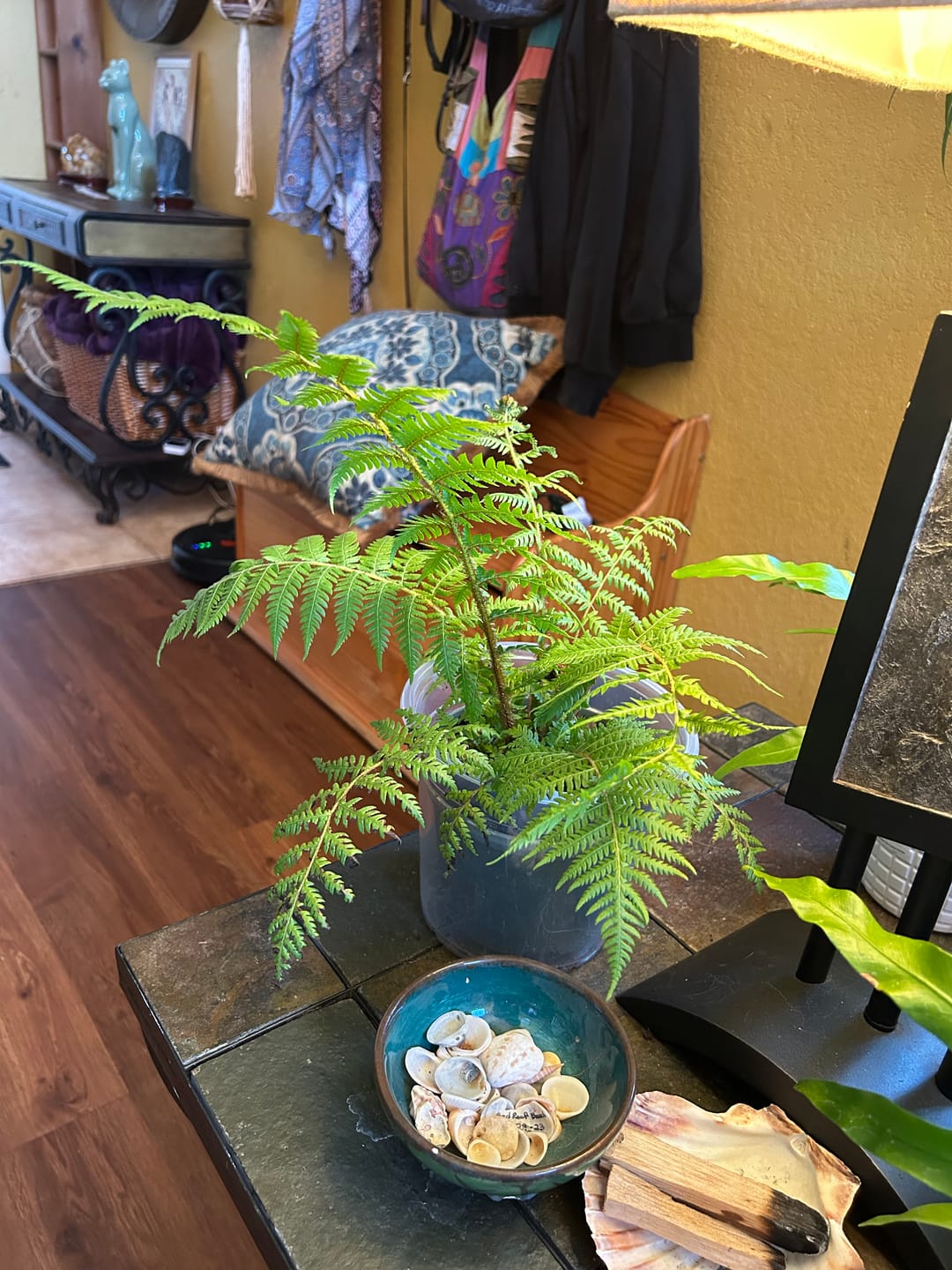 Customer photo review of Australian Tree Fern, Alsophila Australis