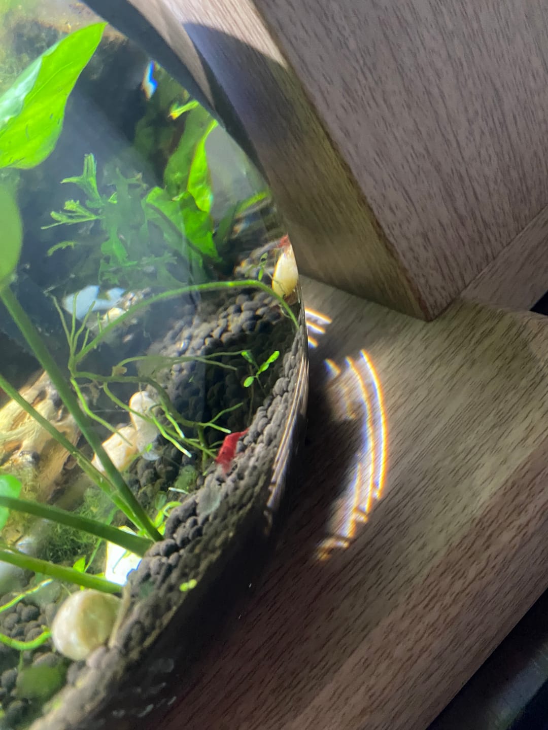 Customer photo review of Fire Red Cherry Shrimp (Bright Red Neocaridina)