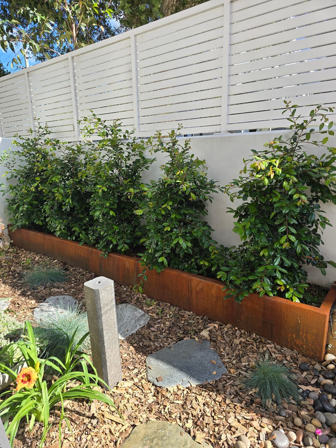 Customer photo review of Lilly Pilly Resilience - Syzygium australe 'Resilience'