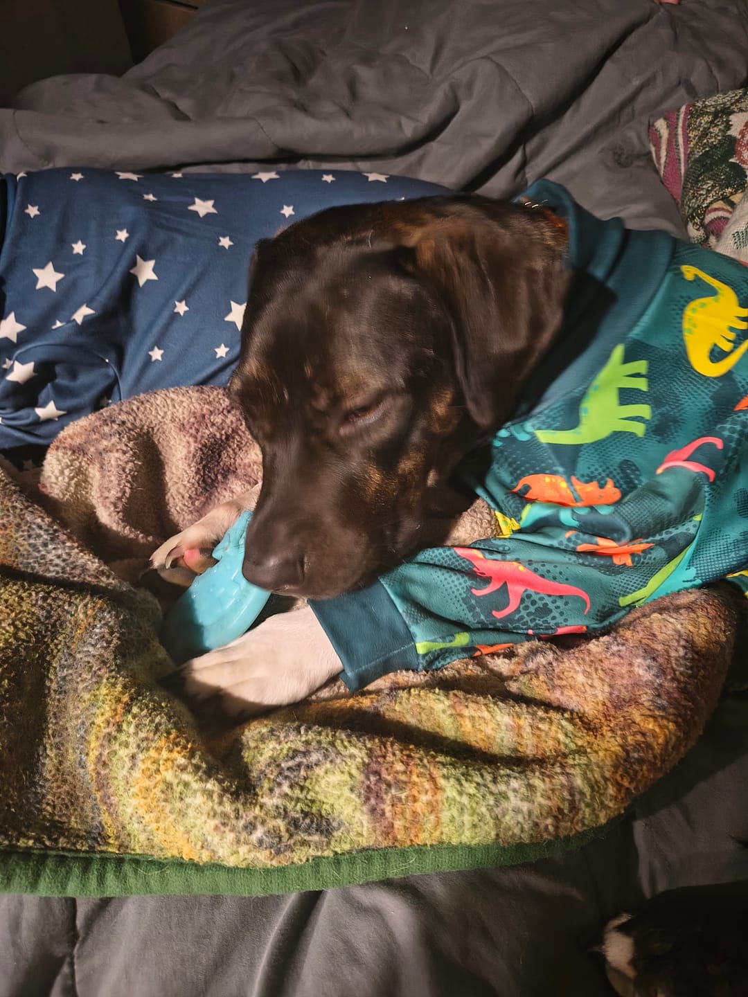 Customer photo review of Dog Pajama - Dinosaurs