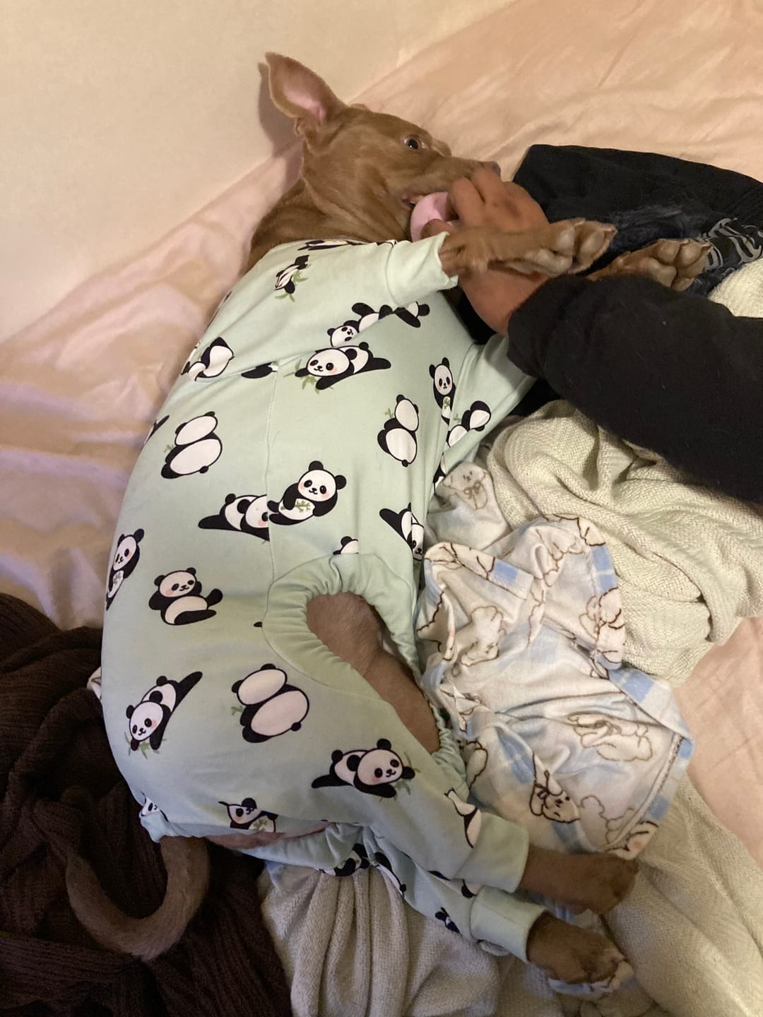 Customer photo review of Dog Pajama - Panda