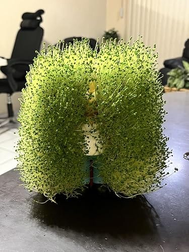 Customer photo review of Homer in the Bushes Chia