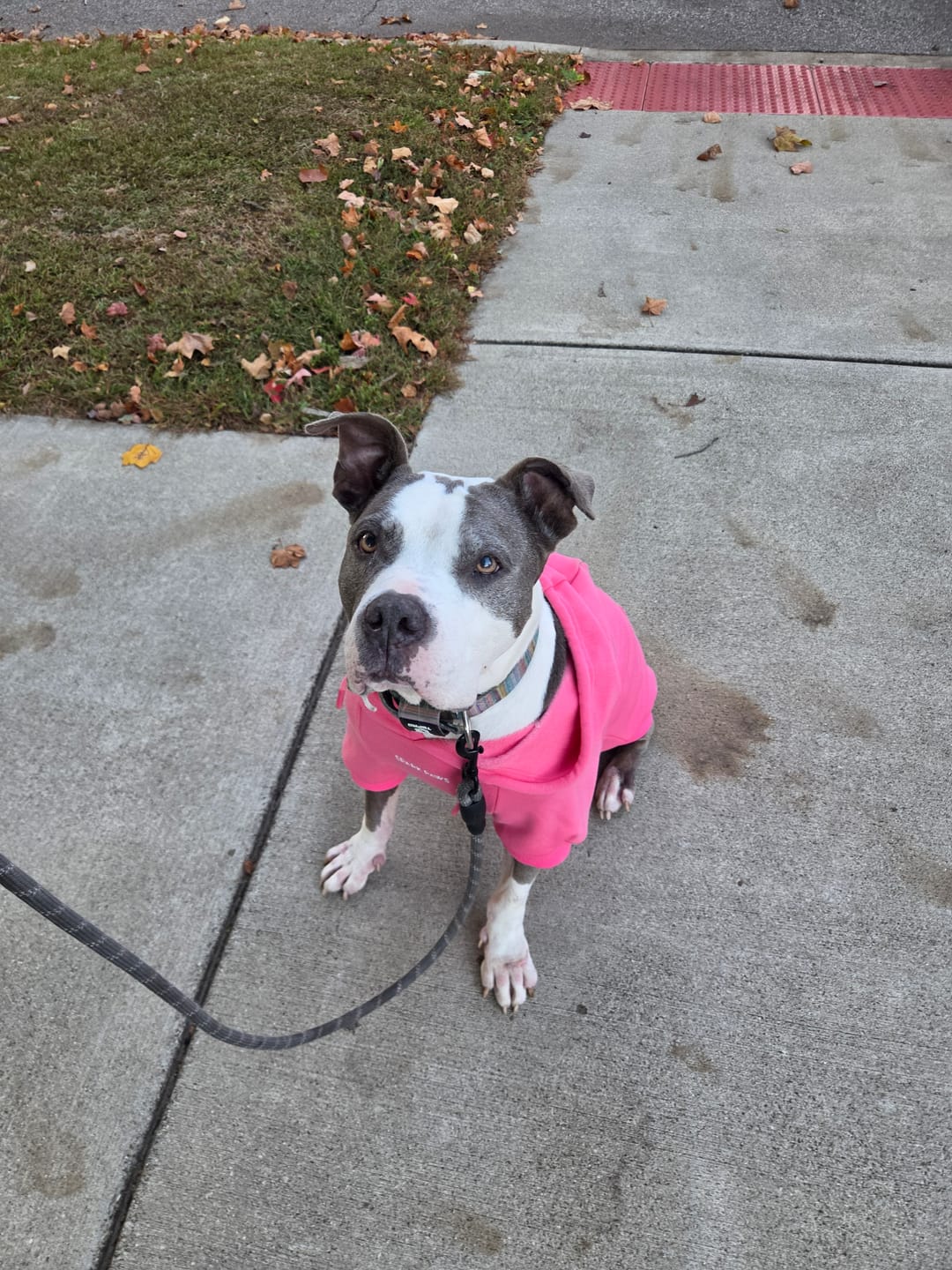 Customer photo review of Essential Dog Hoodie - Blush Pink
