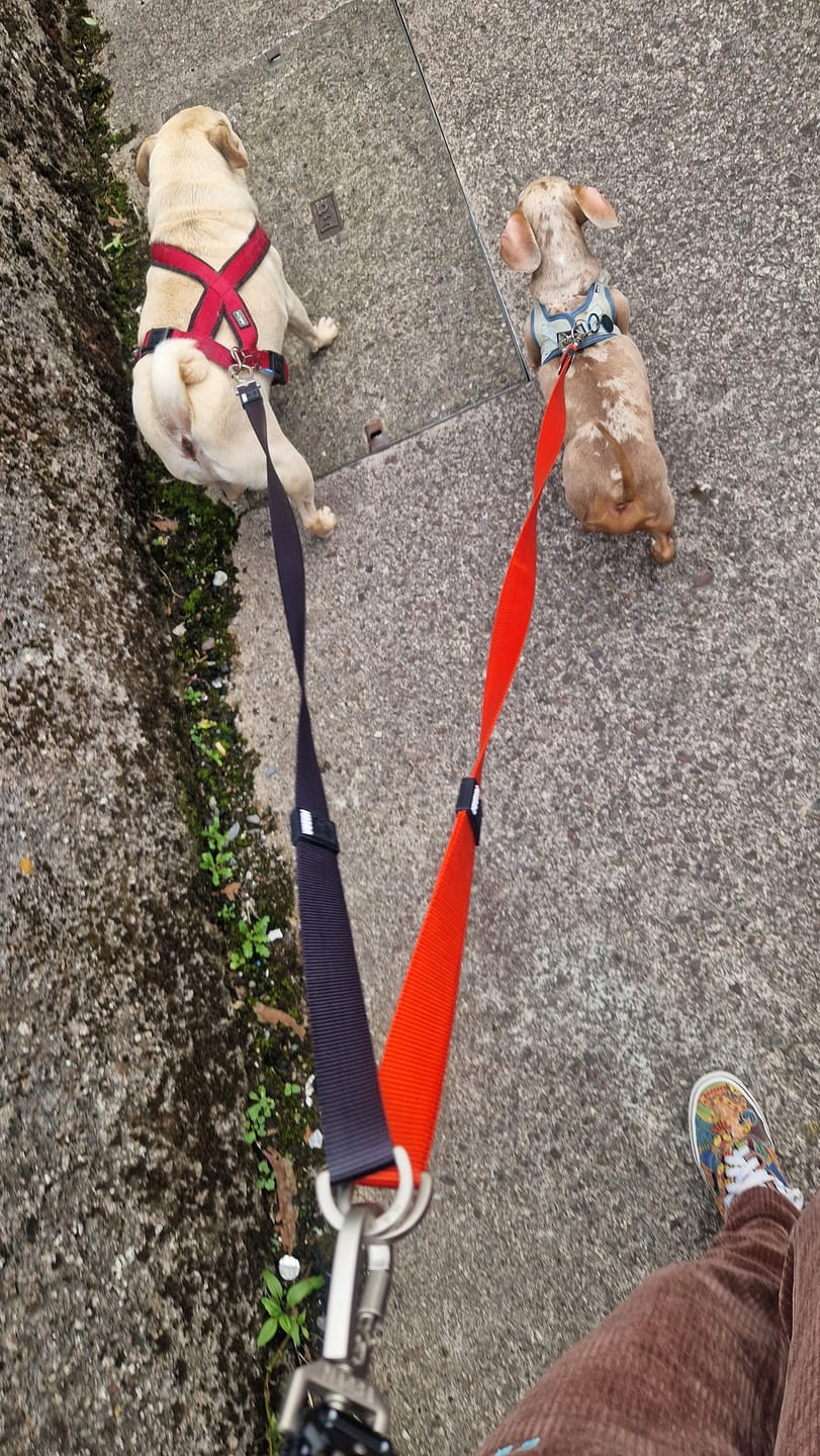 Customer photo review of City Dual Leash (Walk Two Dogs)