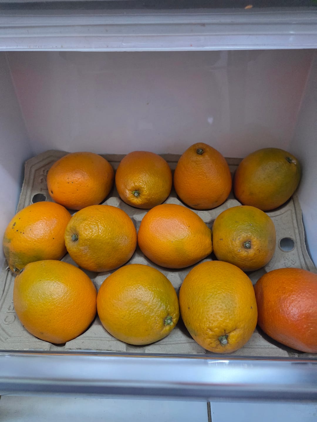 Customer photo review of Orangen Valencia Bio neue Ernte