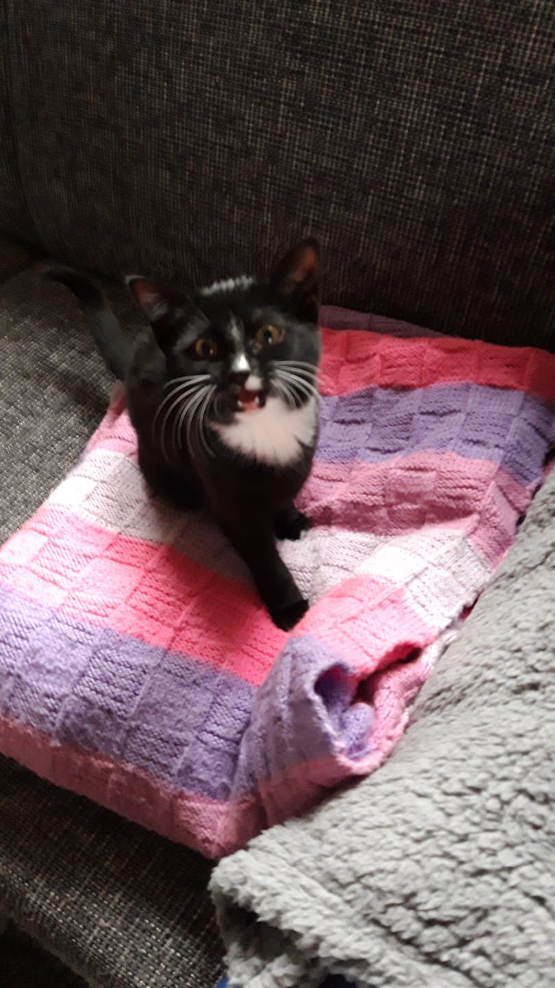 Customer photo review of Naturreines Katzenstreu