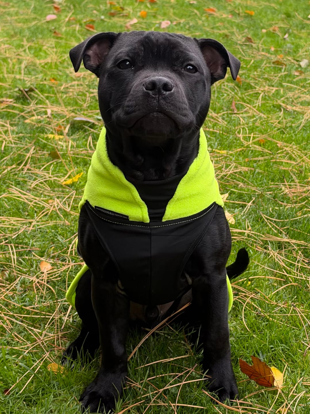 Customer photo review of Staffordshire Bull Terrier 1935® Fleece Coat - Neon Green