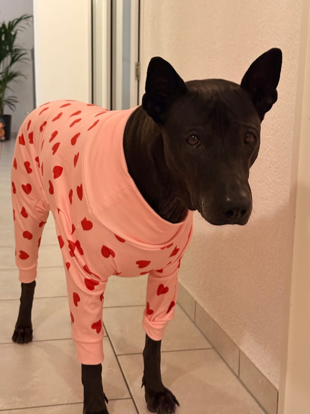 Customer photo review of Dog Pajama - Pink Hearts