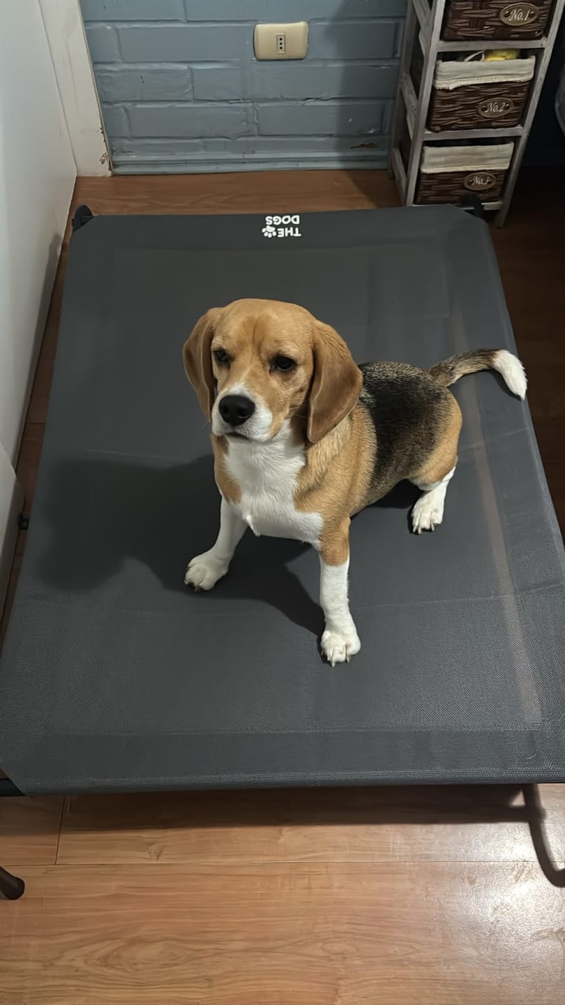 Customer photo review of Cama Elevada THE DOGS