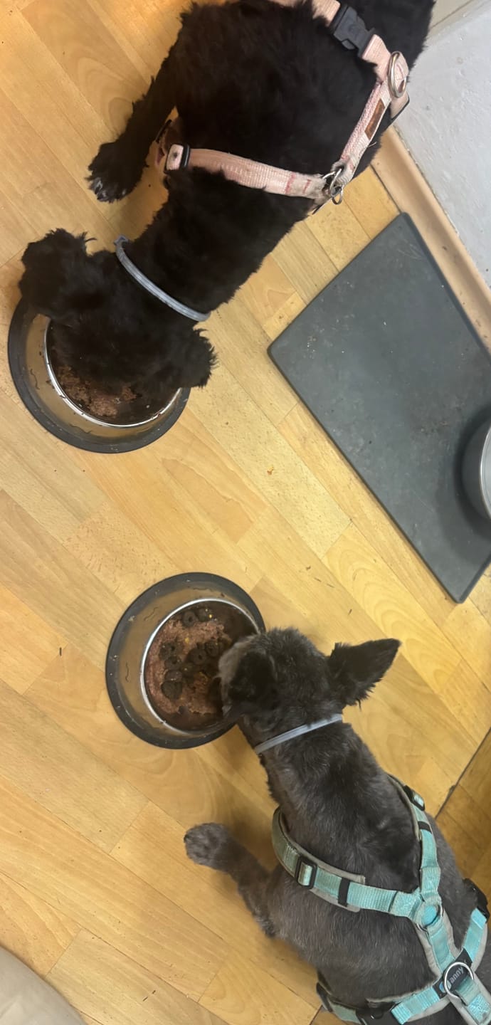 Customer photo review of Frischfutter für Energiebedarf von 424 kCal/Tag
