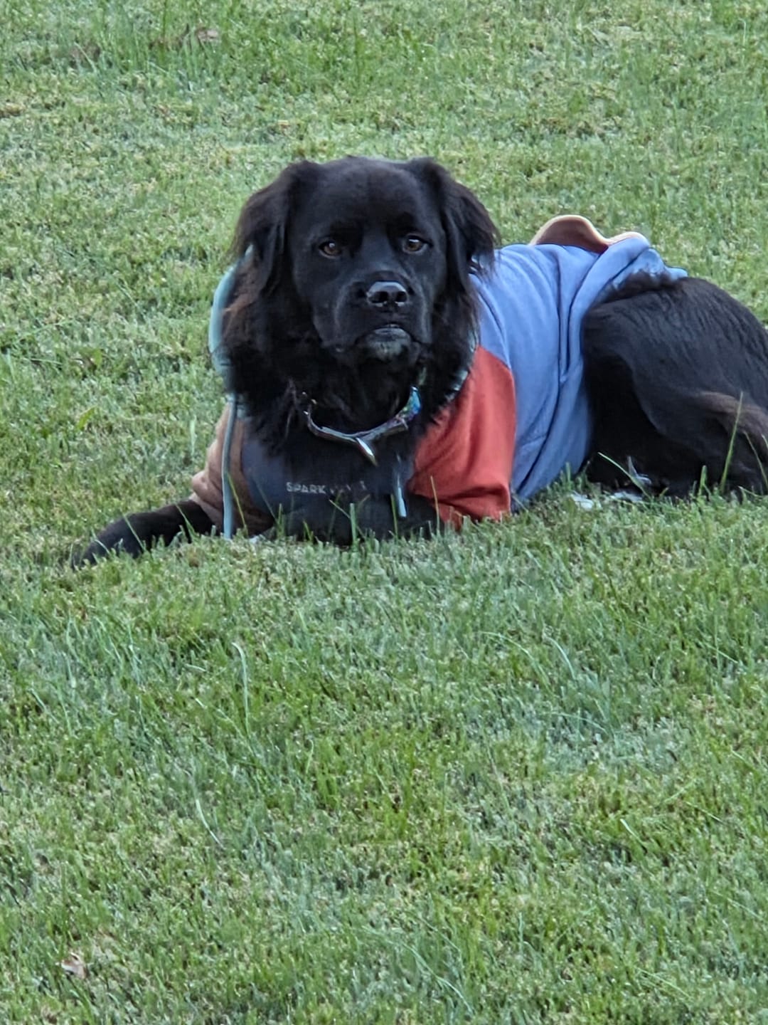 Customer photo review of Alpine Dog Hoodie