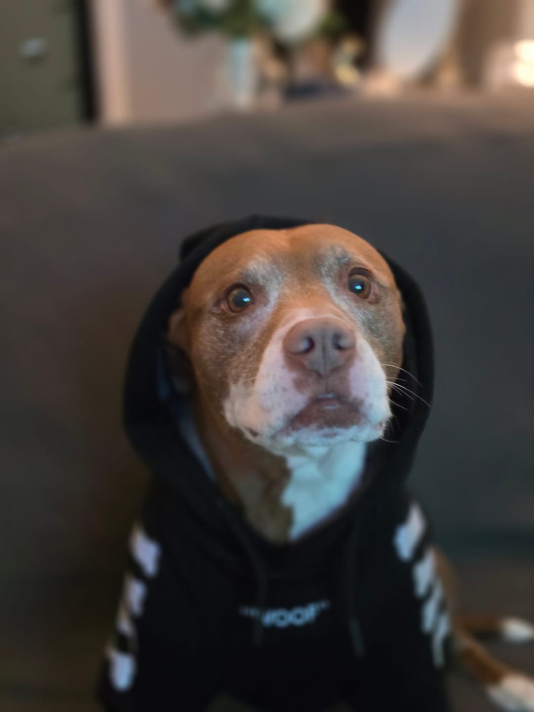 Customer photo review of "WOOF" Dog Hoodie - Black & Reflective