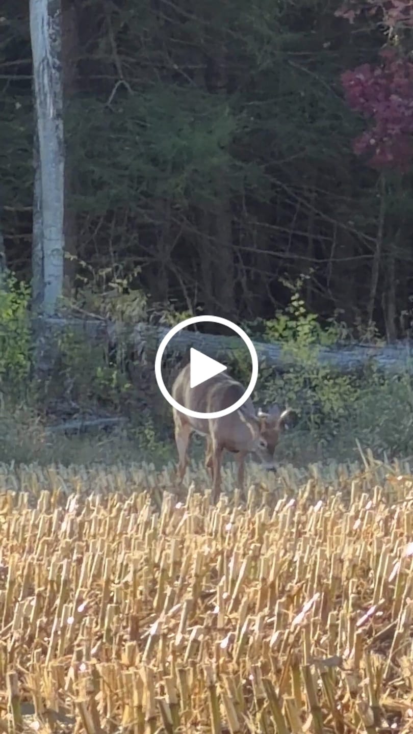 Customer video review of Camo Deer Hunting Rangefinder 700/1000Y Laser Range Finder
