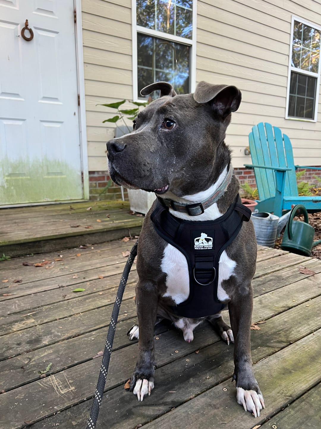Customer photo review of No Pull Bully Proof Harness