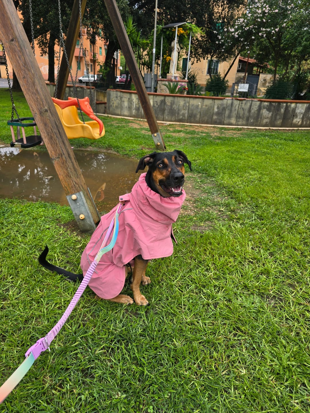 Customer photo review of Comfort Control Collar and Multipurpose Leash Sets