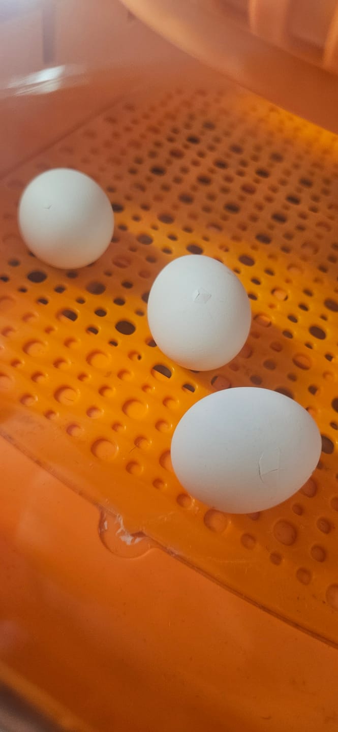 Customer photo review of Egg Incubator -25 Egg Capacity