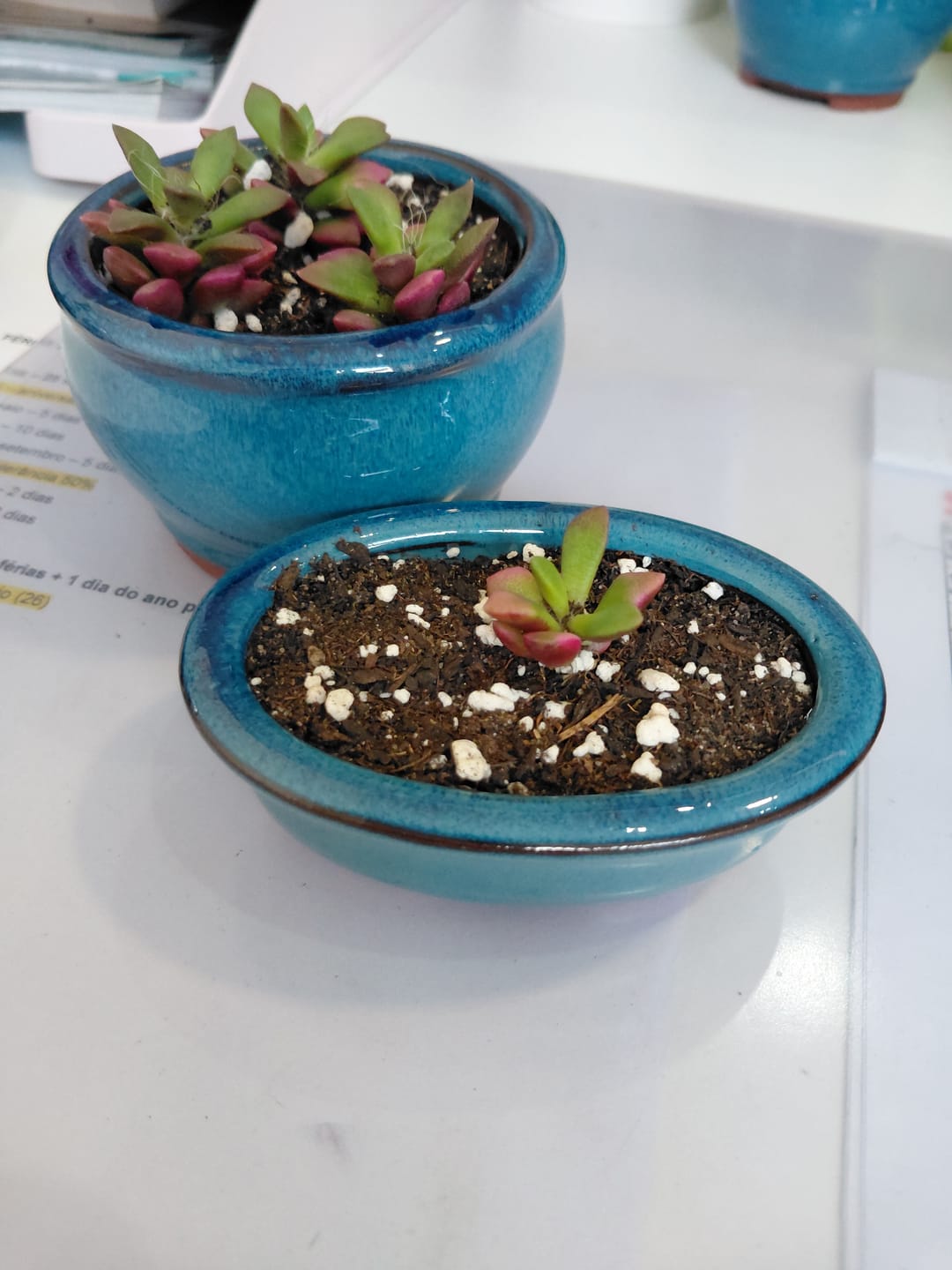 Customer photo review of Anacampseros rufescens variegata